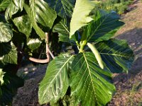 14  Arbre au fruit ressemblant à la naissance de l'uru (arbre à pain) mais aux feuilles différentes.